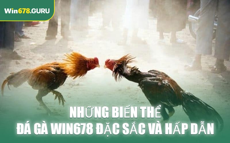 Những biến thể đá gà WIN678 đặc sắc và hấp dẫn