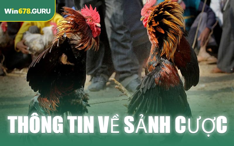 Thông tin về sảnh cược